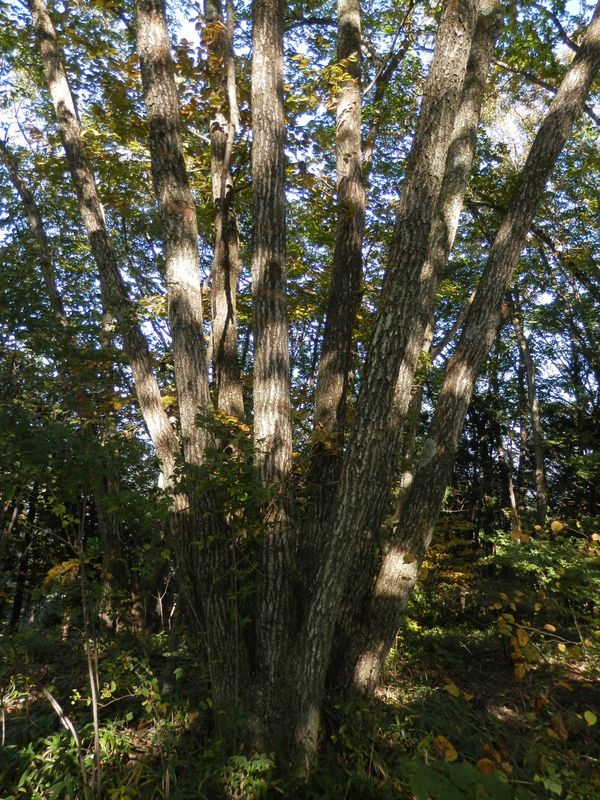 ひこばえが8本大きく育ったミズナラ