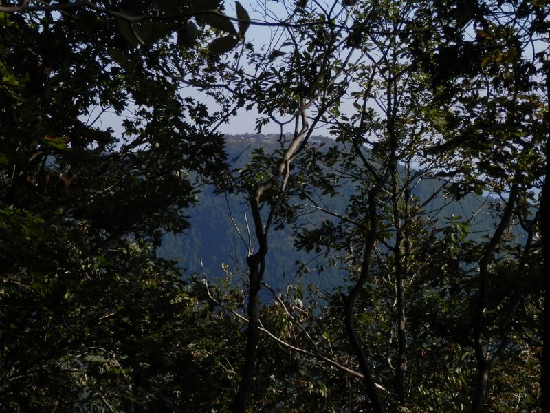 枝越しに陣馬山を望む
