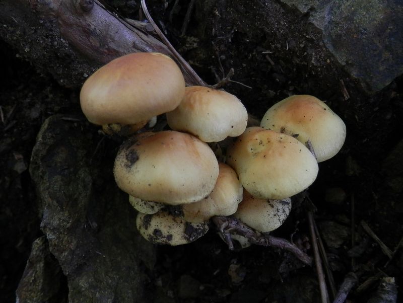 チーズでも入っていそうなキノコ