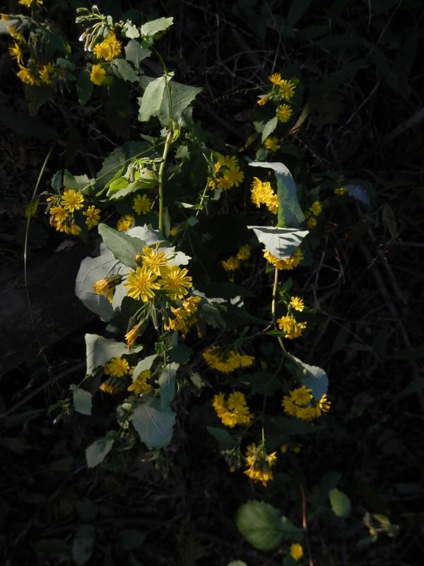 ヤマニガナかな