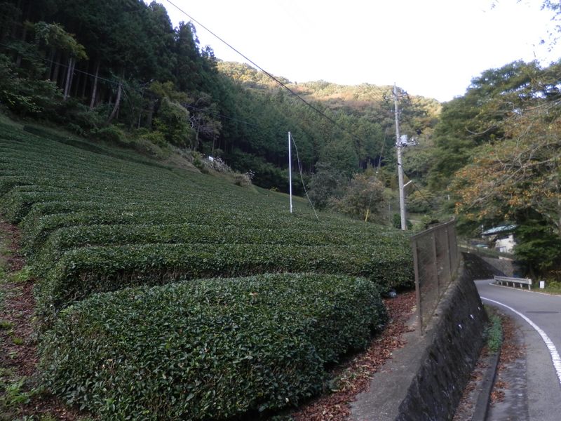 和田の茶畑