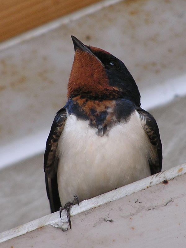 石老山 -- バスを待つ間に