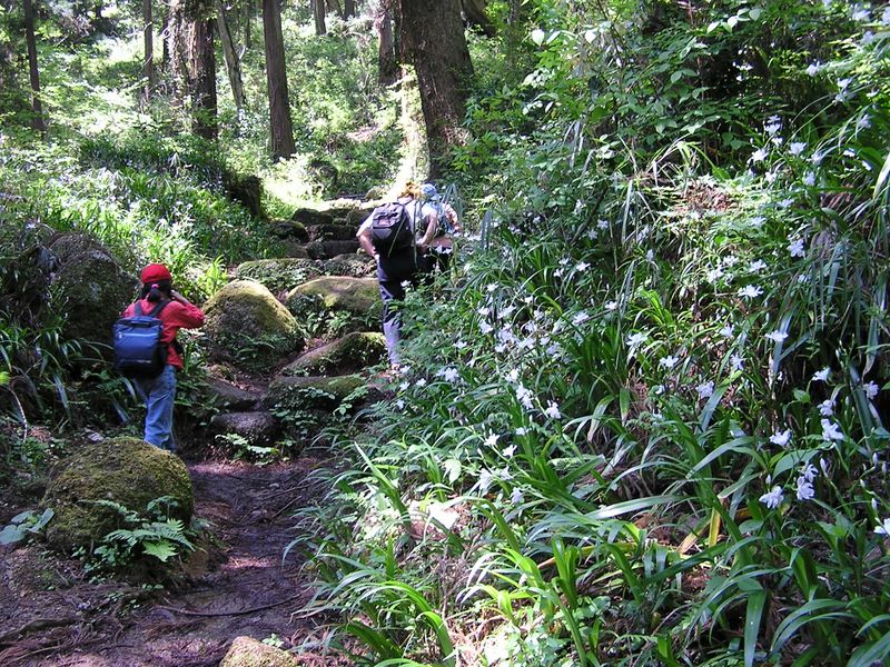 石老山 -- シャガがたくさん咲いていました