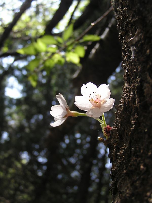 石老山 -- まだヤマザクラの花が残っていました