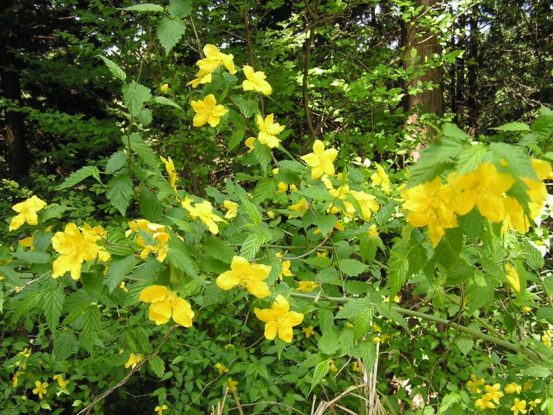 石老山 -- ヤマブキも山頂に