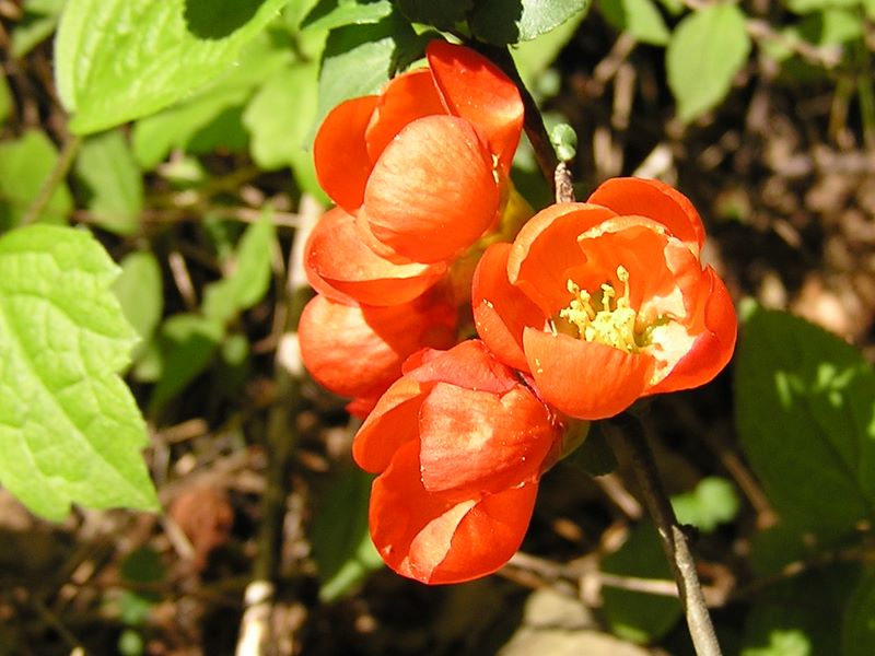 石老山 -- クサボケも山頂に