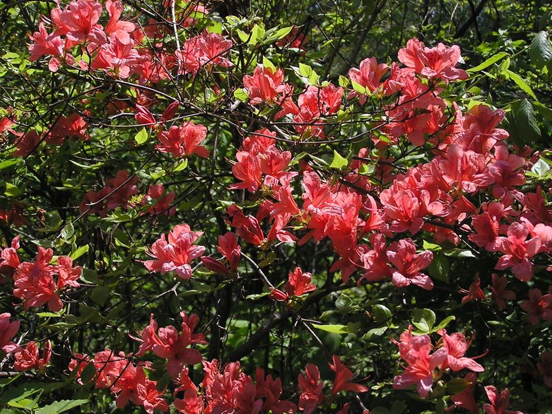 石老山 -- ヤマツツジが鮮やか過ぎるほどでした