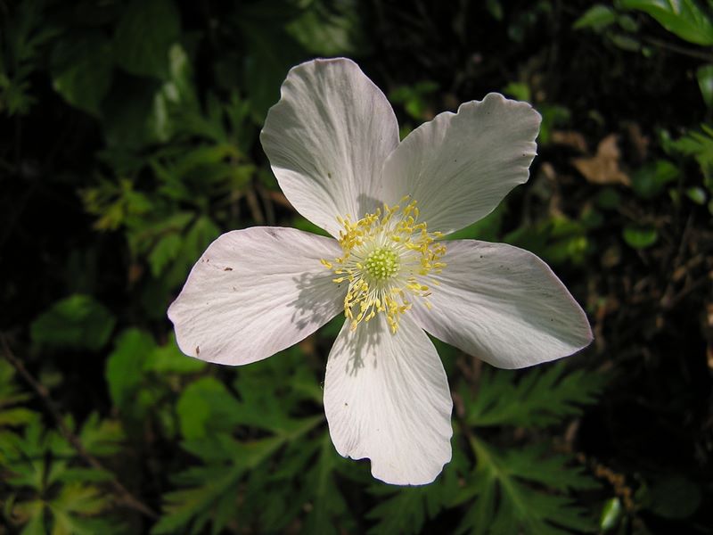 石老山 -- イチリンソウかな