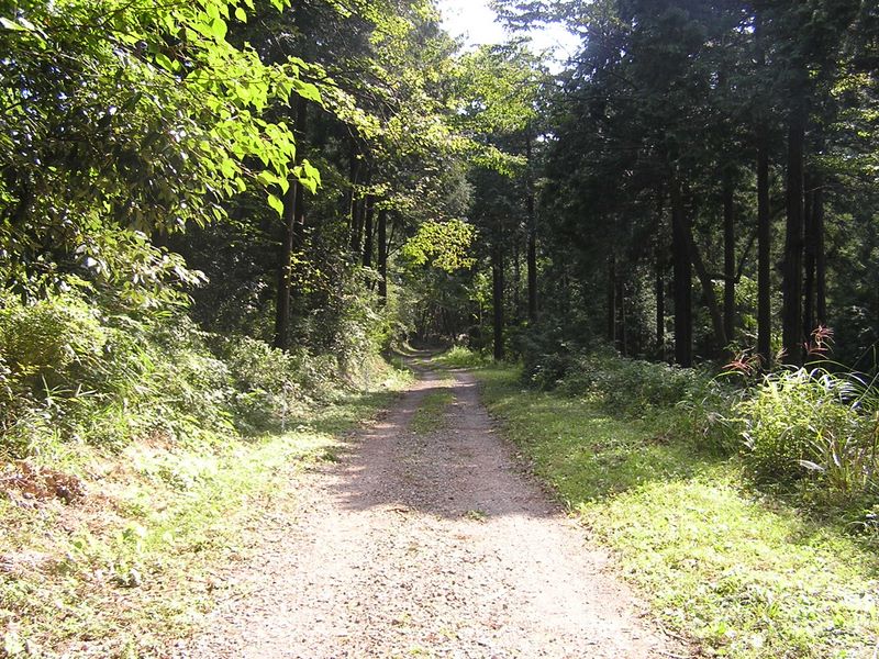 仙洞寺山 -- 仙洞寺山に向かう林道