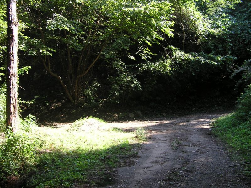 仙洞寺山 -- 周回林道に到着