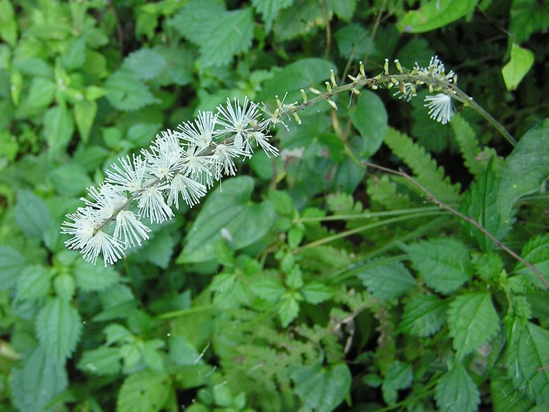 仙洞寺山 -- サラシナショウマに似ているが