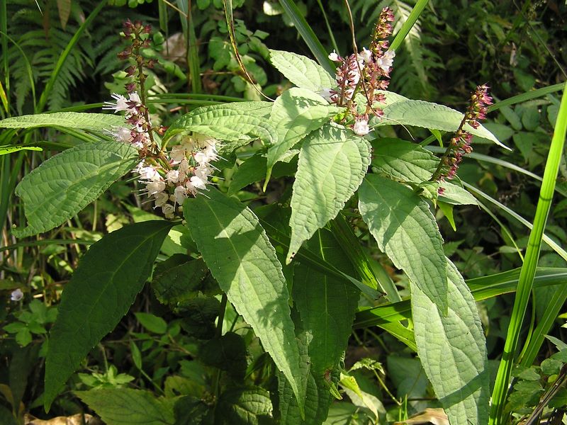 仙洞寺山 -- シモバシラ