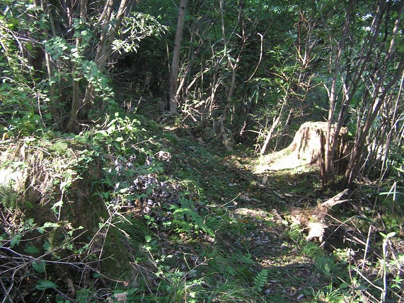 仙洞寺山 -- 右から登山道を合わせる