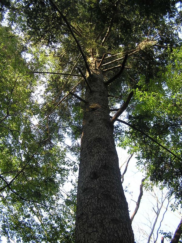 仙洞寺山 -- 鞍部に立つ立派なモミの木