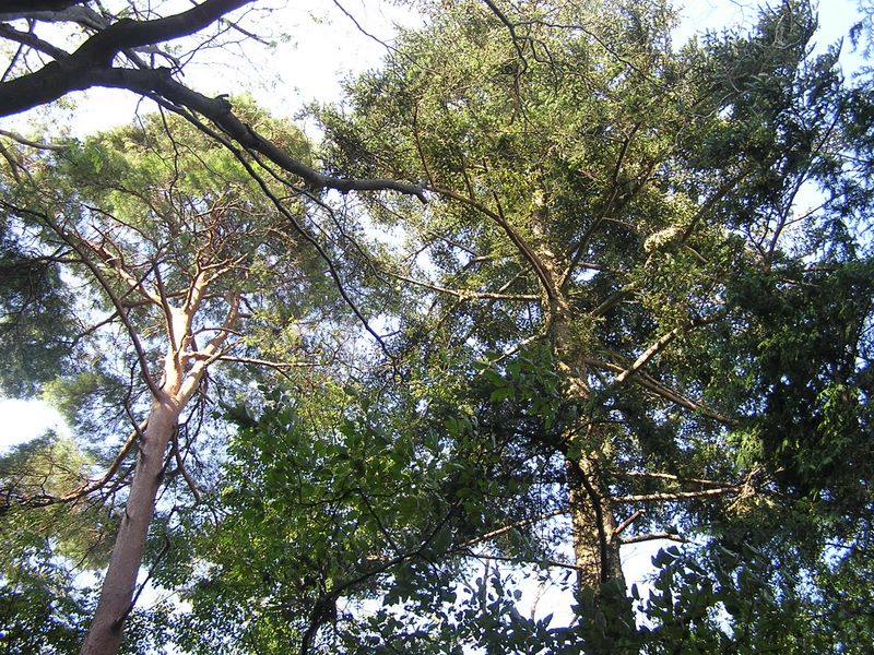 仙洞寺山 -- 鞍部に立つ立派なアカマツとモミの木