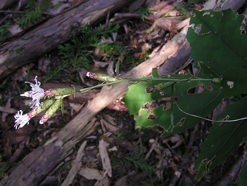 仙洞寺山 -- カシワバハグマ