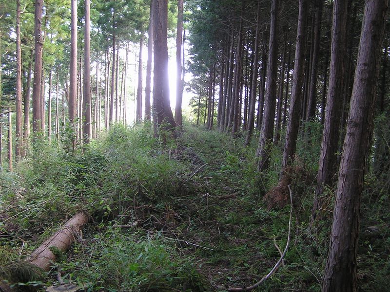 仙洞寺山 -- 歩きやすかったのはこのあたりまで