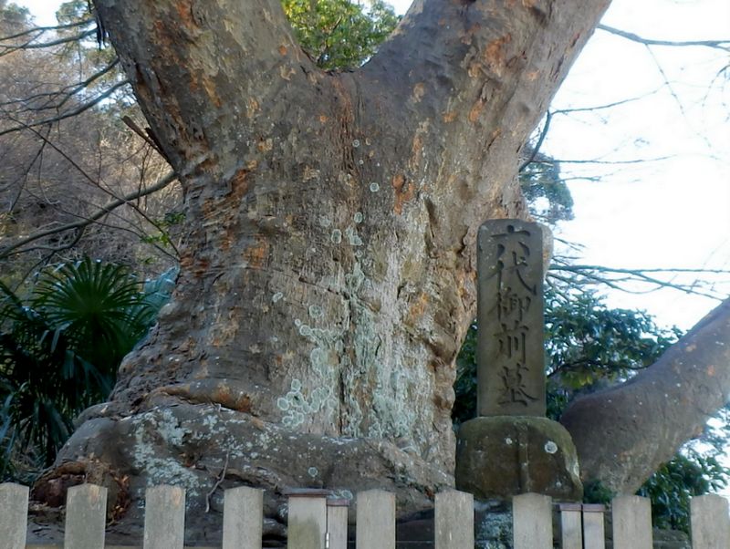 六代御前の墓と大きなケヤキ