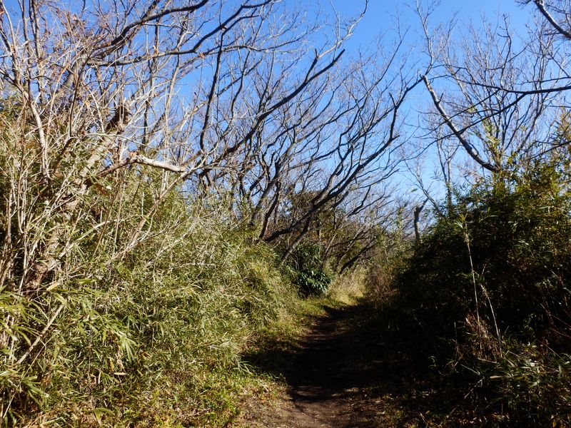 仙元山頂の桜並木