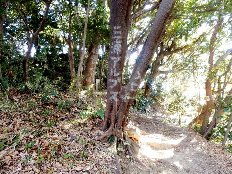 仙元山ハイキングコースは、ここで左折