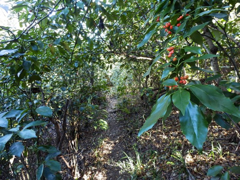 下沢尾根のはじめはヤブっぽい