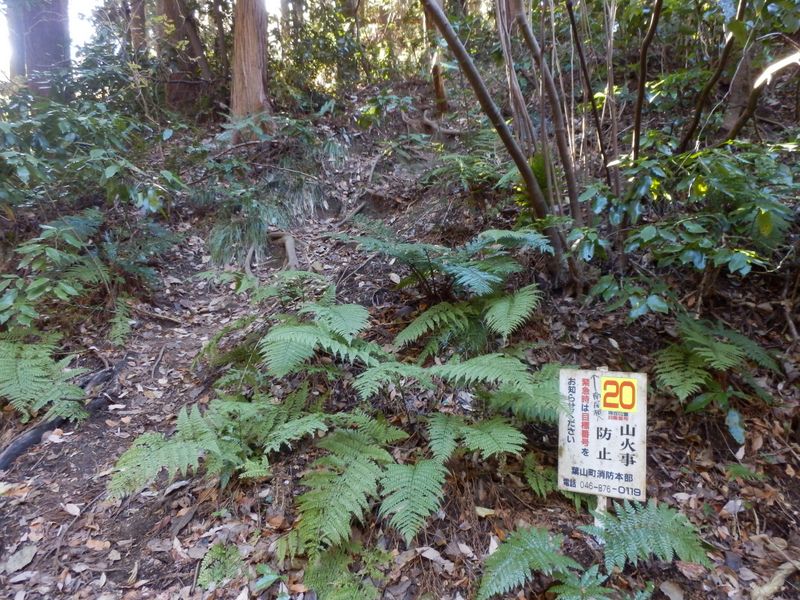 森戸林道に下り立つ