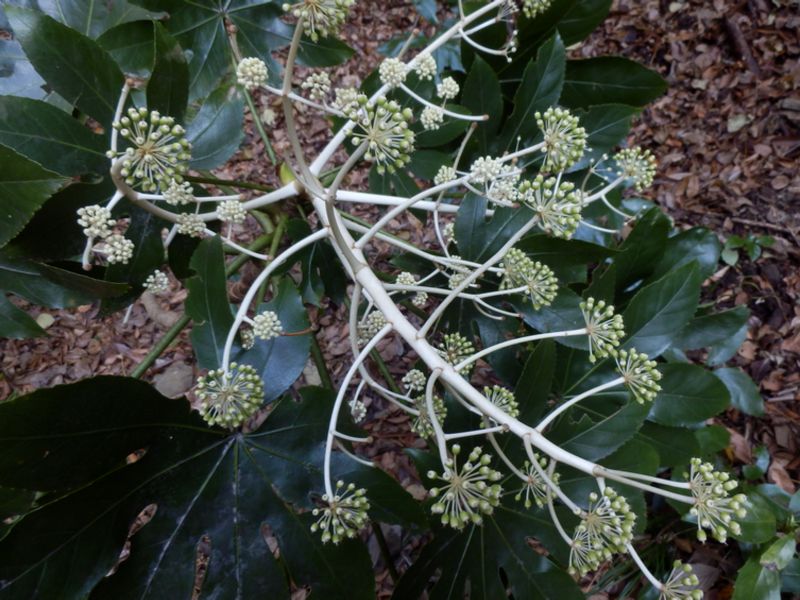 ヤツデの両性花（大）と雄花（小）