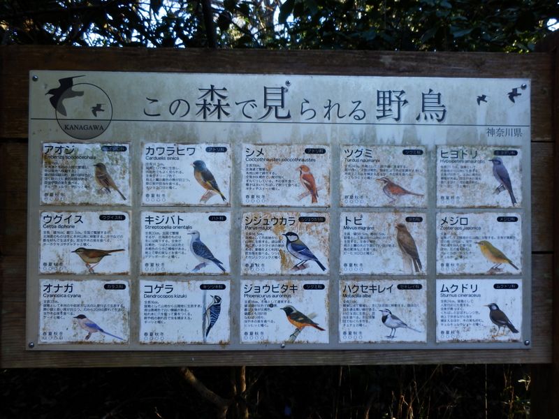 二子山の森で見られる鳥