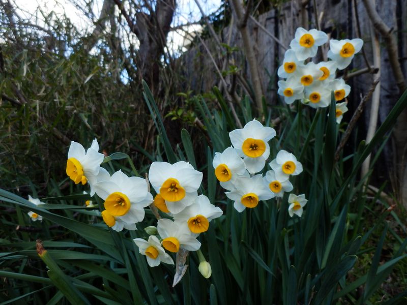 初々しいスイセン