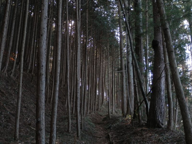 ヒョロヒョロの杉林