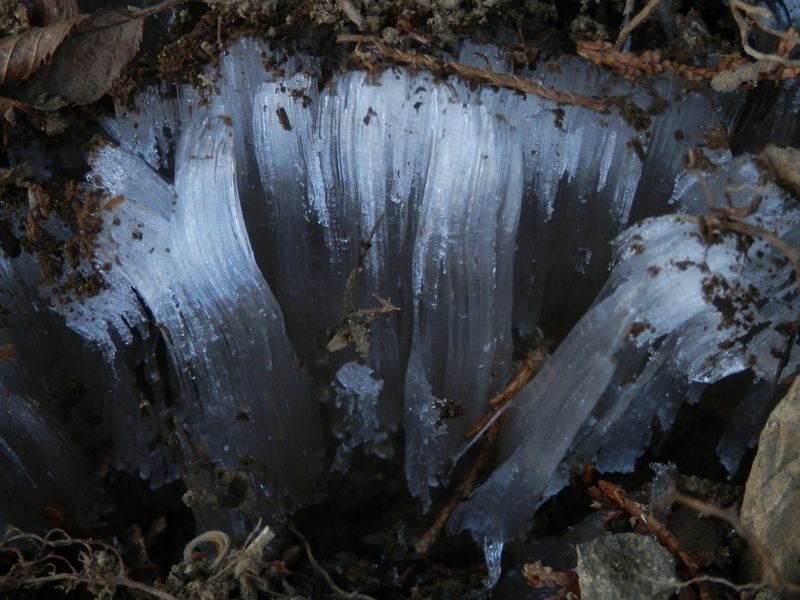 浅間尾根も北面は霜柱が多かった