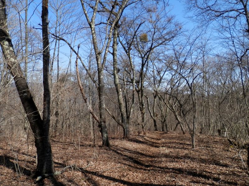 浅間尾根 -- 桜並木