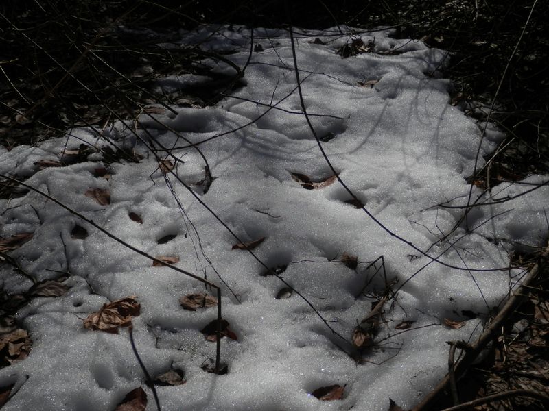 北面には雪が残っていた
