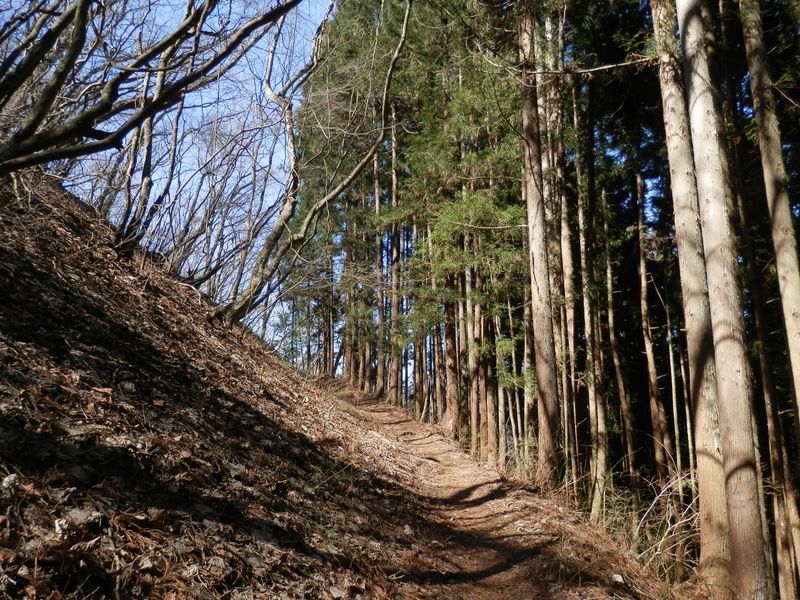 杉林で振り返ると