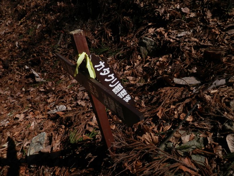 カタクリ観察路がある