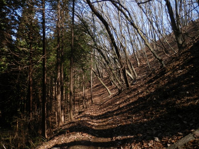 カタクリ観察路は右手の斜面にある