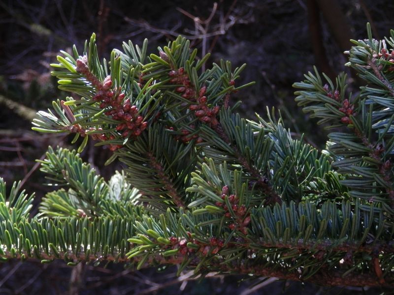 ウラジロモミかな、モミかな？