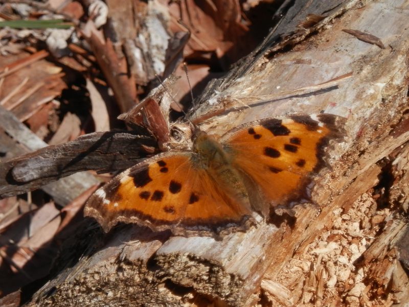 峠の茶屋に来たヒオドシチョウ