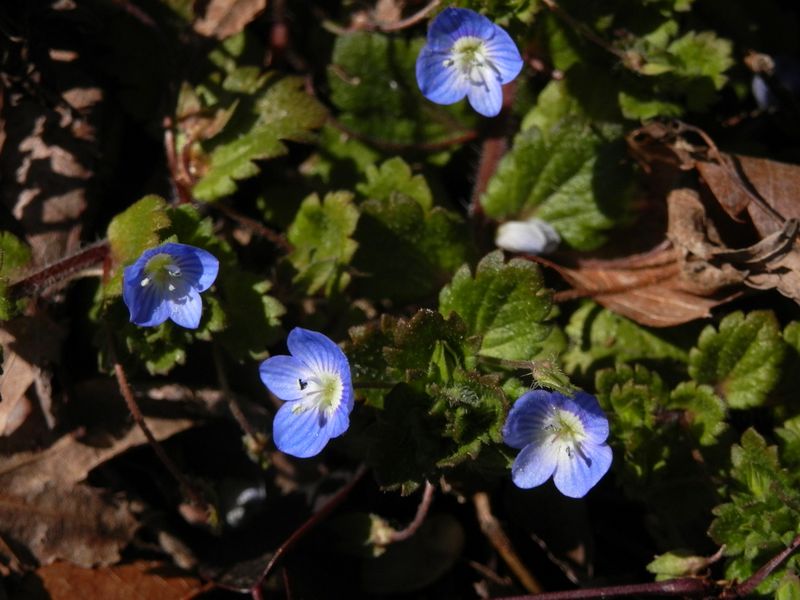 オオイヌノフグリも春を告げている