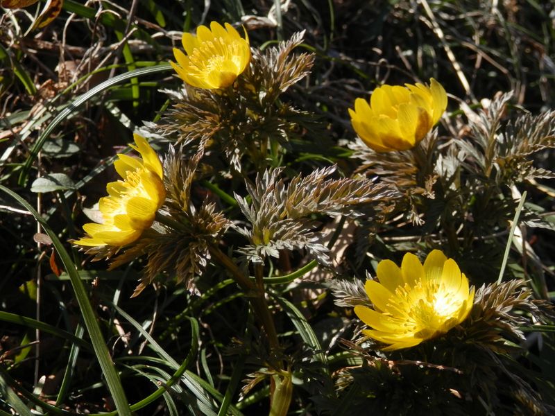 照り輝くフクジュソウの花弁