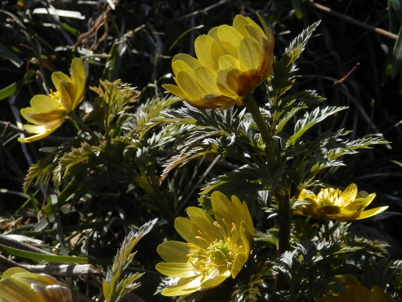 全開でも半開でも美しいフクジュソウ