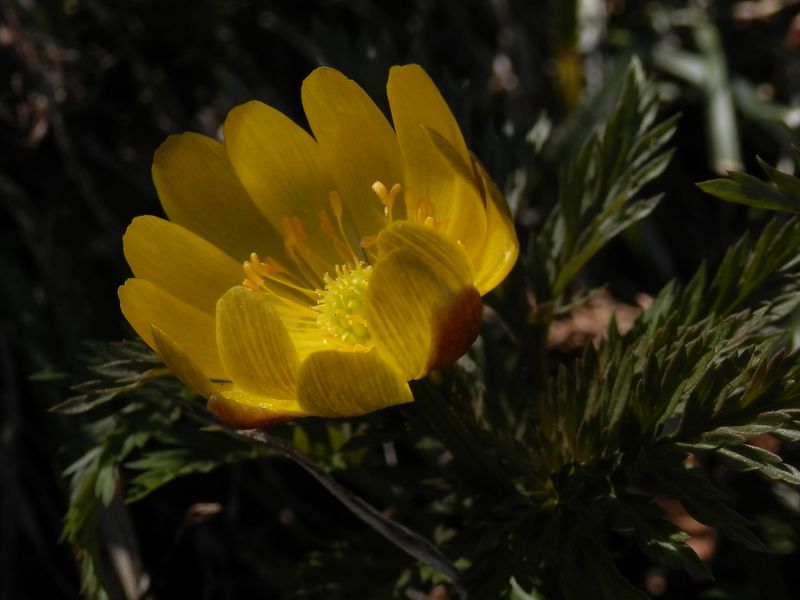 フクジュソウの花をクローズアップで