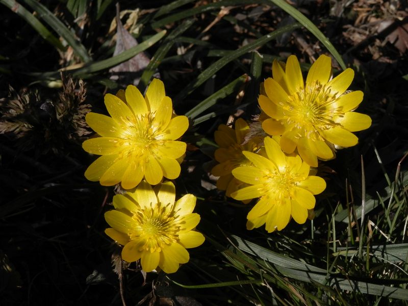 下の方でも咲いていたフクジュソウ