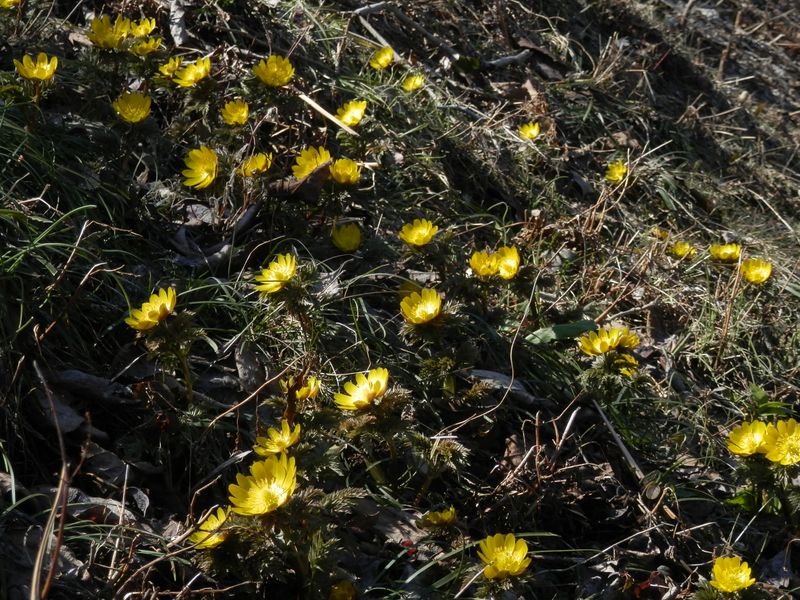 フクジュソウは太陽を追って咲くのか