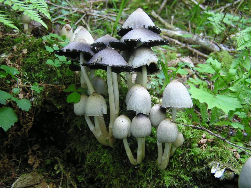 仙丈ヶ岳 -- 大人と青年と子供