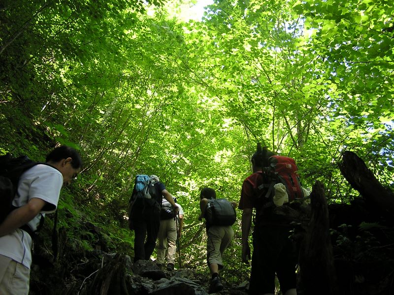 仙丈ヶ岳 -- ダケカンバの緑の祝福の下を進む
