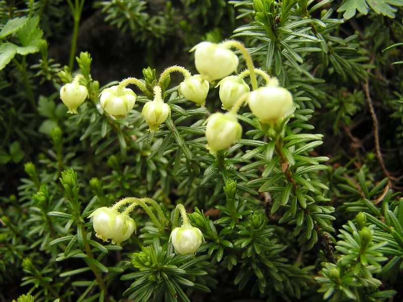 仙丈ヶ岳 -- アオノツガザクラ