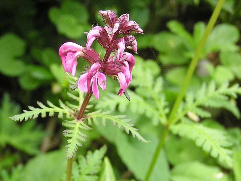 仙丈ヶ岳 -- ヨツバシオガマ