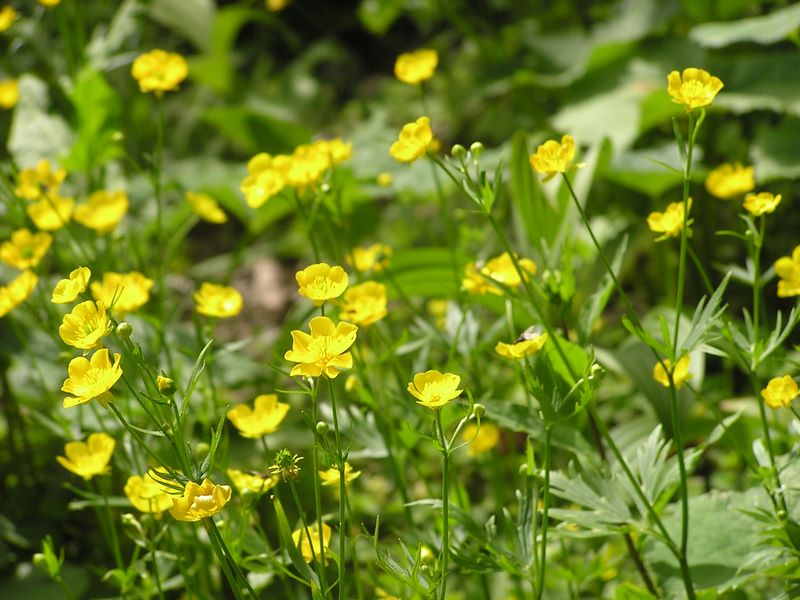 仙丈ヶ岳 -- ミヤマキンポウゲ