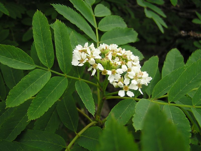 仙丈ヶ岳 -- ウラジロナナカマド